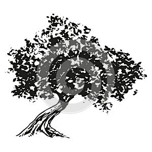 olive tree - black and white drawing illustration