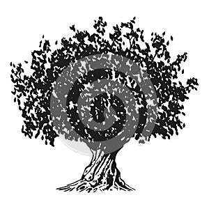 olive tree - black and white drawing illustration