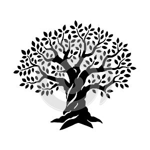 Olive tree. Black and white vector illustration