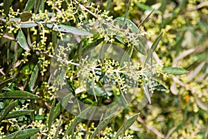 Olive tree in bloom