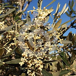 Olive tree in bloom