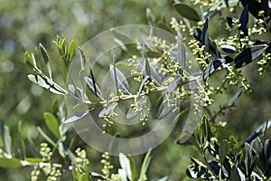 Olivový strom kvet 