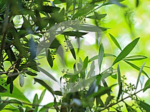 Olive tree blossoms with green bokeh, natural mediterran background