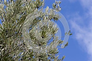 Olive tree with Blue sky