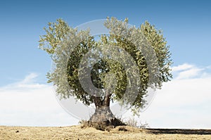 Olive tree on blue sky