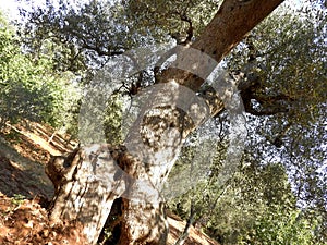 Olive tree