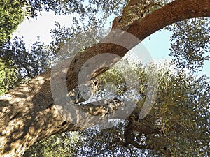 Olive tree