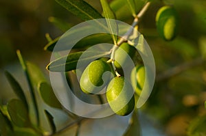 Olive tree branch