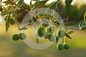 Olivový strom větev 