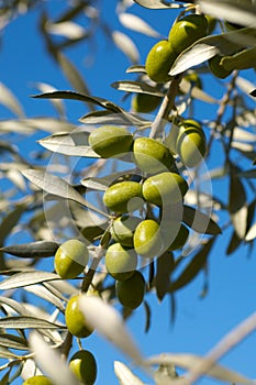 Olive tree branch