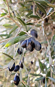 Olive tree branch