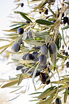 Olive tree branch