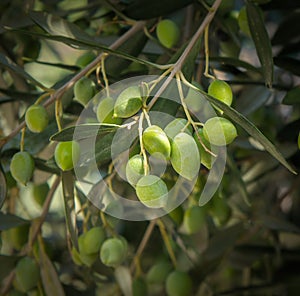 Olive tree branch