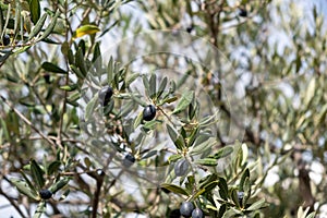 Olive tree branch with black ripe fruits on blur background