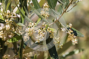 Olive tree branch in bloom with blurred background