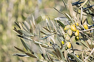 Olive tree branch with cluster of ripe green olives, blurred background and copy space