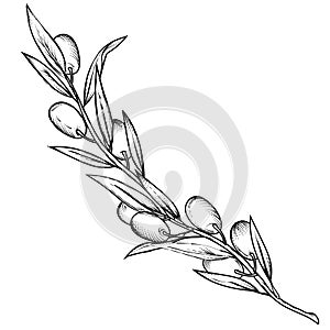 Olive tree branch engraving hand drawn style vector illustration isolated.