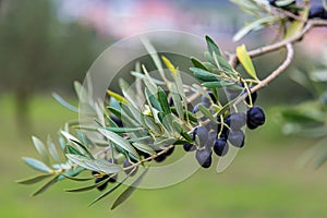 Olive Tree Branch With Olives