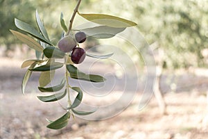 Olive tree branch and fruits