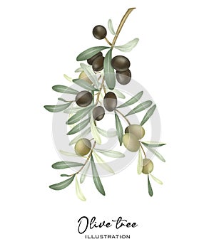 Olive tree branch with green and black ripe olives