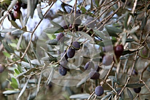 Olive tree branch with green fruits in the city park.