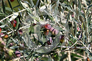 Olive tree branch with green fruits in the city park.