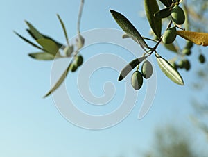 Olive tree branch with green fruits outdoors on sunny day