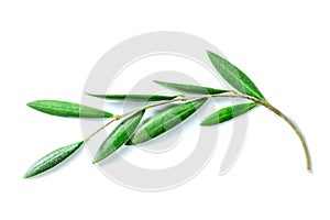 Olive tree branch with green leaves, isolated on a white background