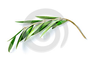 Olive tree branch with green leaves, isolated on a white background