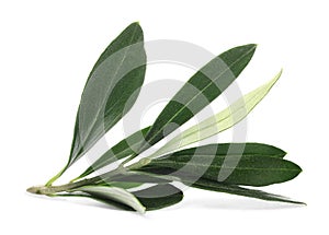 Olive tree branch with green leaves on white background