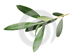 Olive tree branch with green leaves on white background