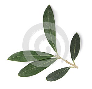 Olive tree branch with green leaves on white background