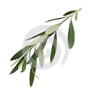 Olive tree branch with green leaves on white background