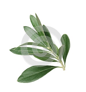 Olive tree branch with green leaves on white background