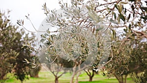 Olive tree branch with green olives