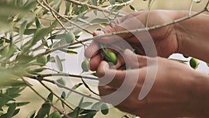 Olive tree branch with green olives