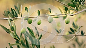 Olive Tree Branch With Green Olives