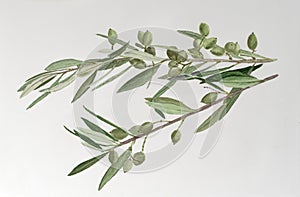 Olive tree branch with green olives