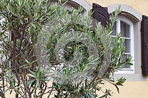 olive tree and branch leaf on house facade