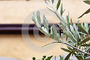 olive tree and branch leaf on house facade