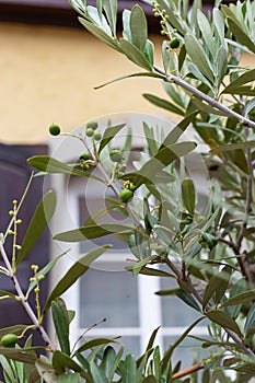 olive tree and branch leaf on house facade