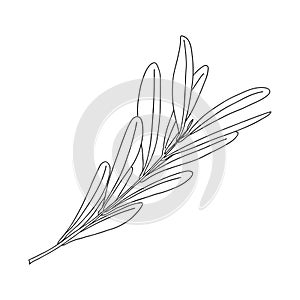Olive tree branch with leaves. Botanical design element for magazines, articles and brochures, menus and recipes. Simple black