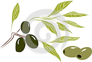 Olive tree branch with leaves and olives