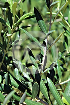 Olive Tree branch, olea europaea, european olive located in Queen Creek, Arizona, United States