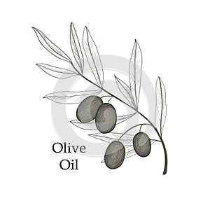 Olive tree branch with olives isolated sketch on white background
