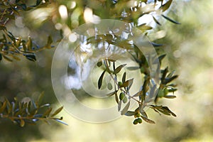Olive tree branch, peace symbol, with ripe olives