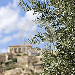 Olive tree branch. Provence.