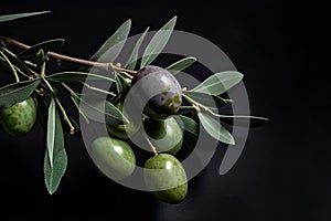 Olive tree branch with ripe fruits isolated on black background