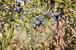 Olive tree branch with ripening black olives and blurred background