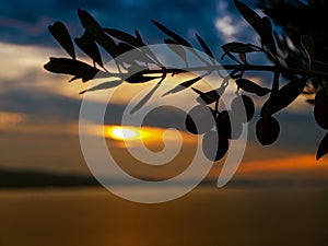 Olive tree branch sunset 2